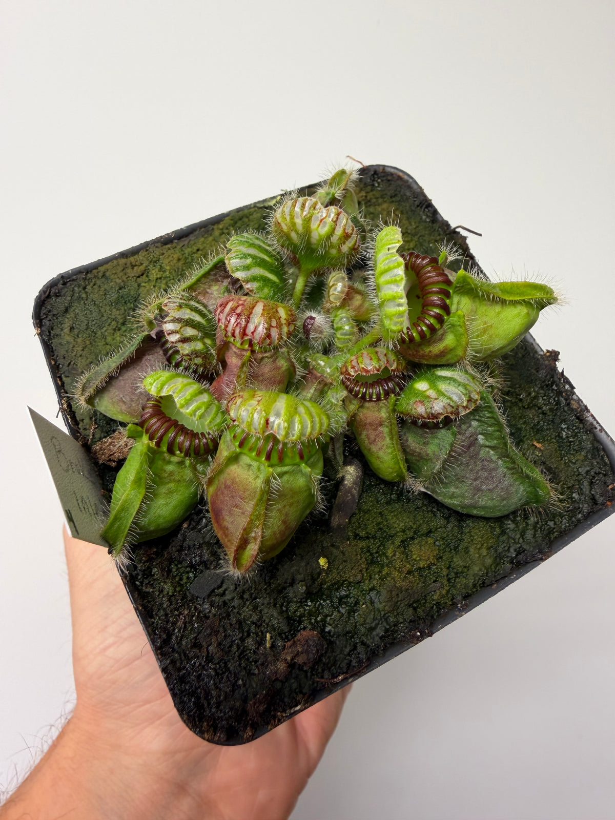 Cephalotus follicularis “Broke Inlet” #4