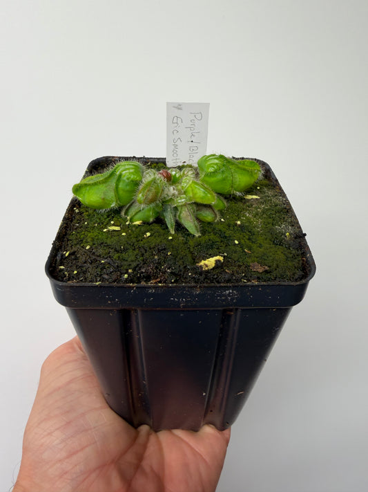 Cephalotus follicularis “Purple/Black” - Eric Smooth #4