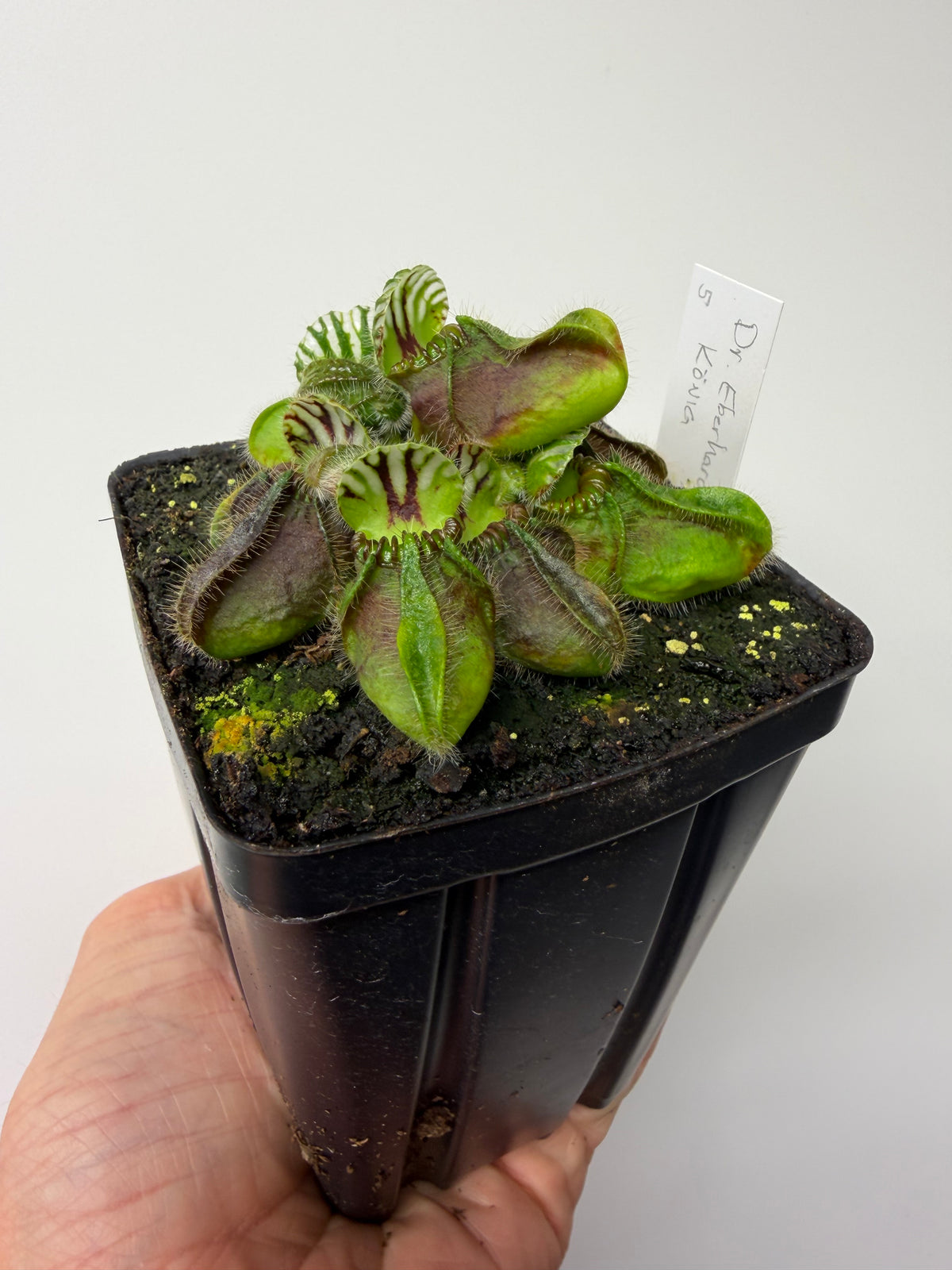 Cephalotus follicularis “Dr. Eberhard König” #5