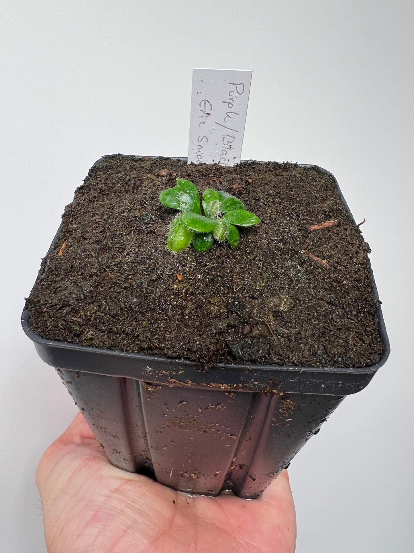 Cephalotus follicularis “Purple/Black” - Eric Smooth