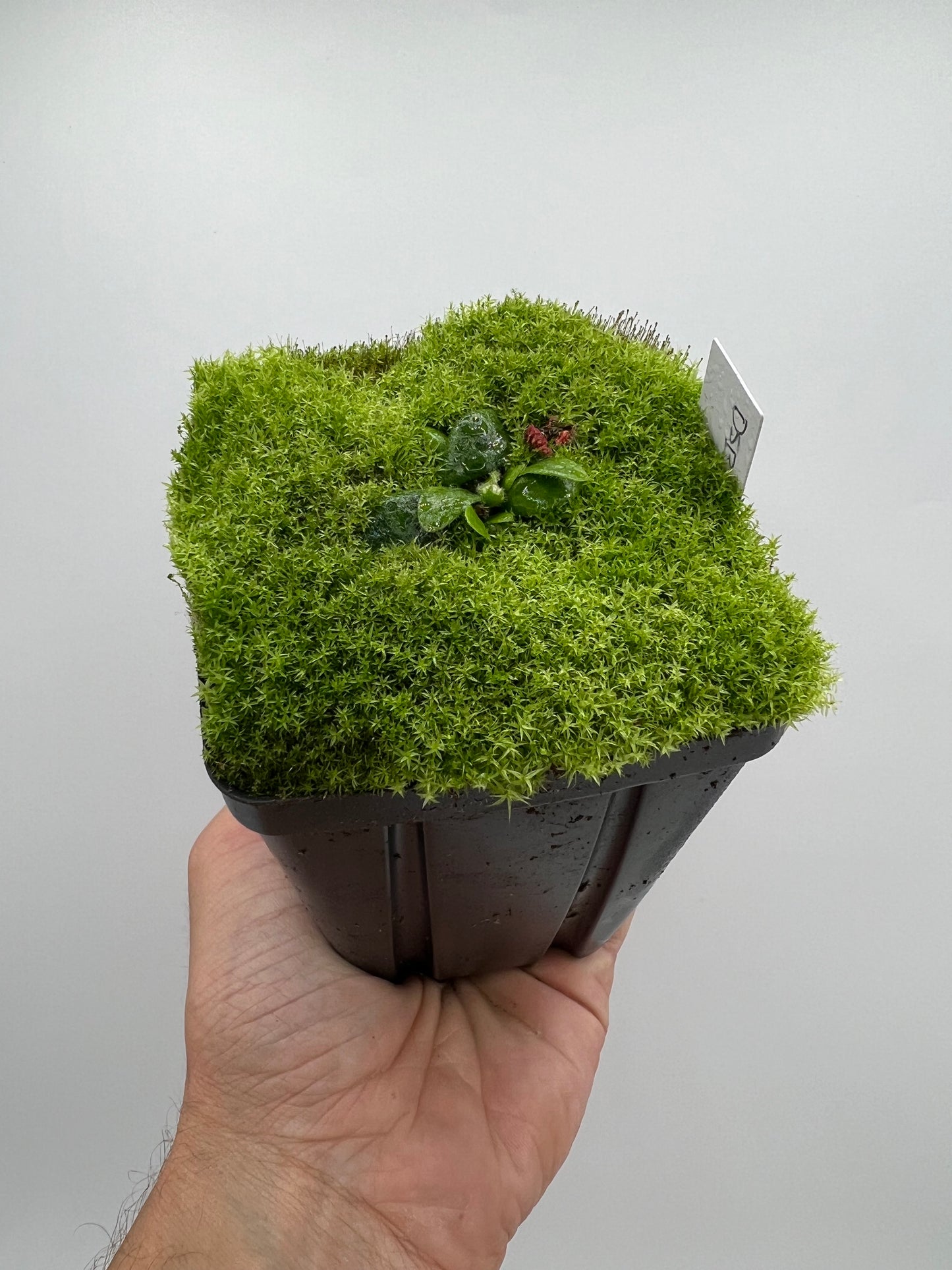 Cephalotus follicularis “David Švarc Black”