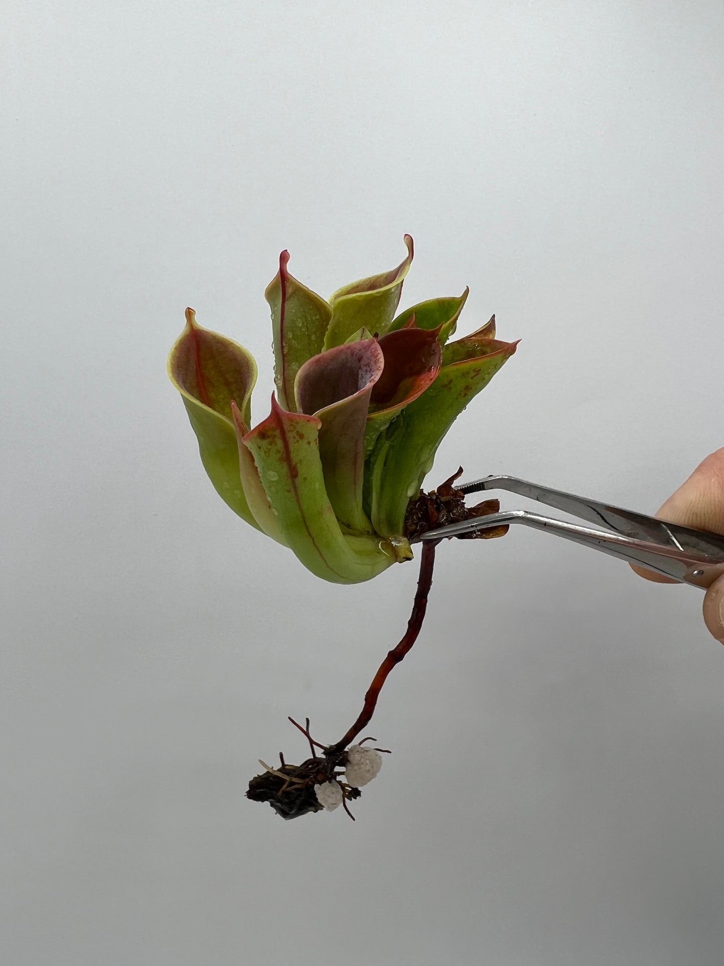 Heliamphora minor var. minor “FTS Clone”