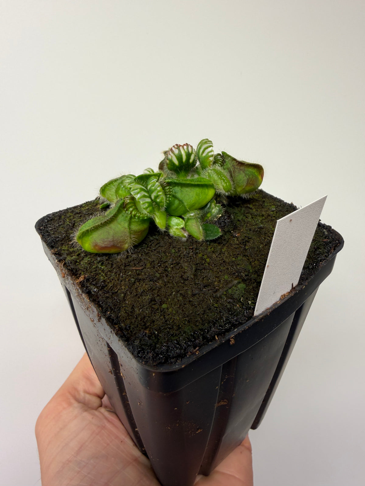 Cephalotus follicularis “Purple/Black” - Eric Smooth #1