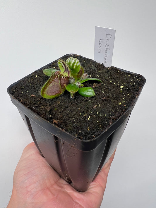 Cephalotus follicularis “Dr. Eberhard König”
