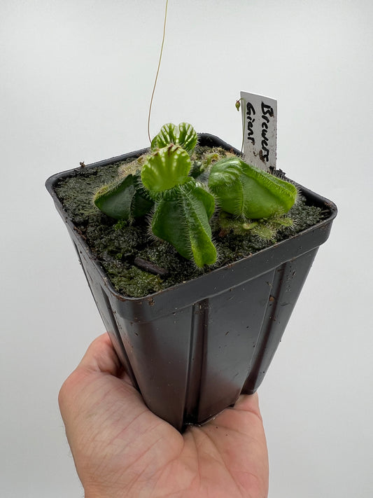 Cephalotus follicularis “Brewers Giant”