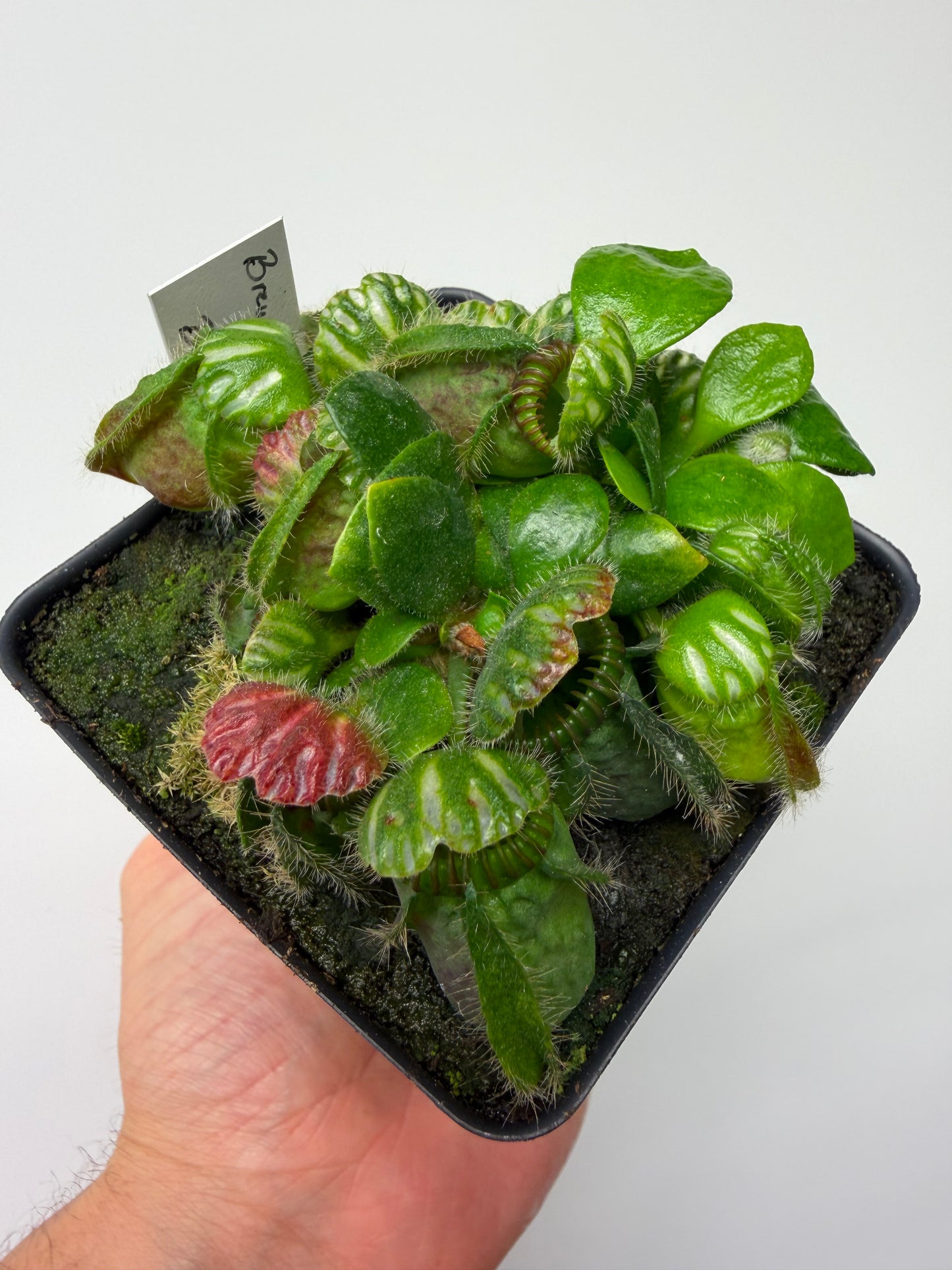Cephalotus follicularis “Brewers Beauty” x “Brewers”