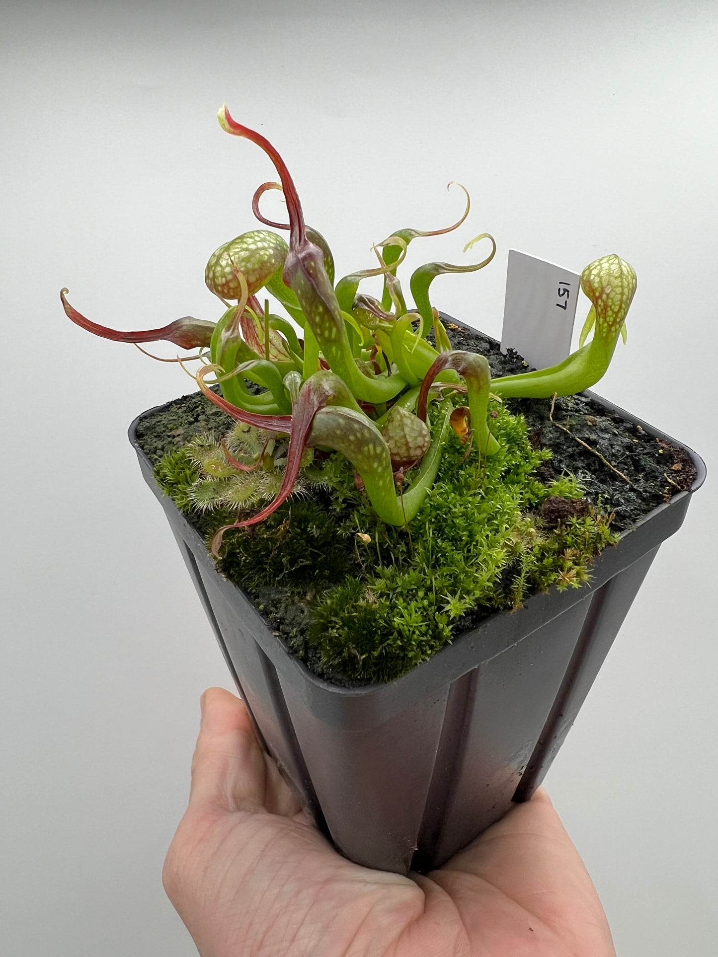 Darlingtonia californica (Cobra Pitcher Plant) - Seed Grown #157