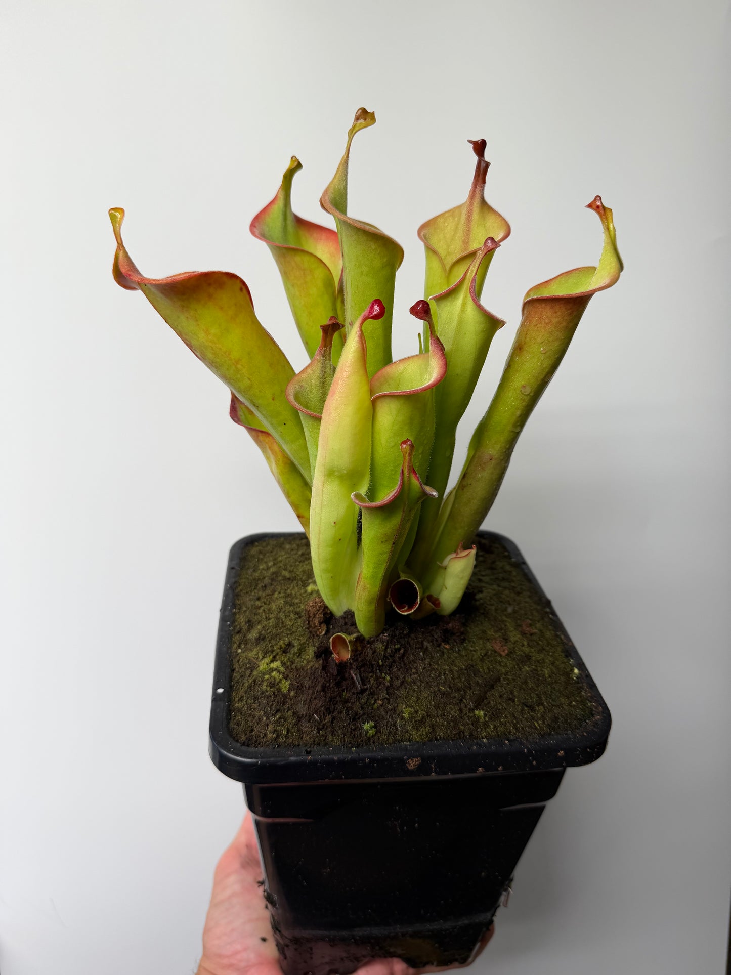 Heliamphora tatei (Cerro Duida) - 1 Gallon, Flowering Size