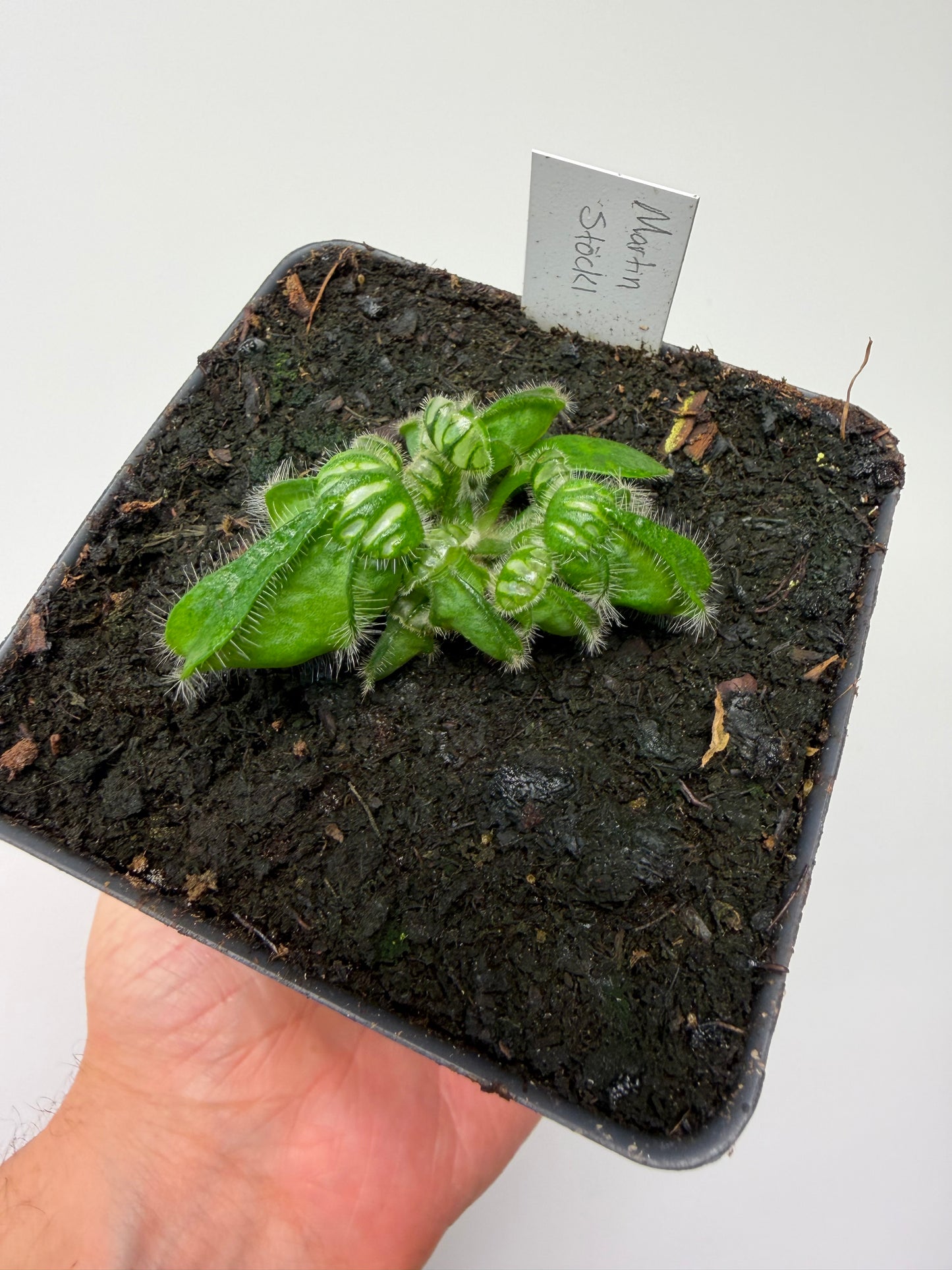 Cephalotus follicularis “Emu Pointe”