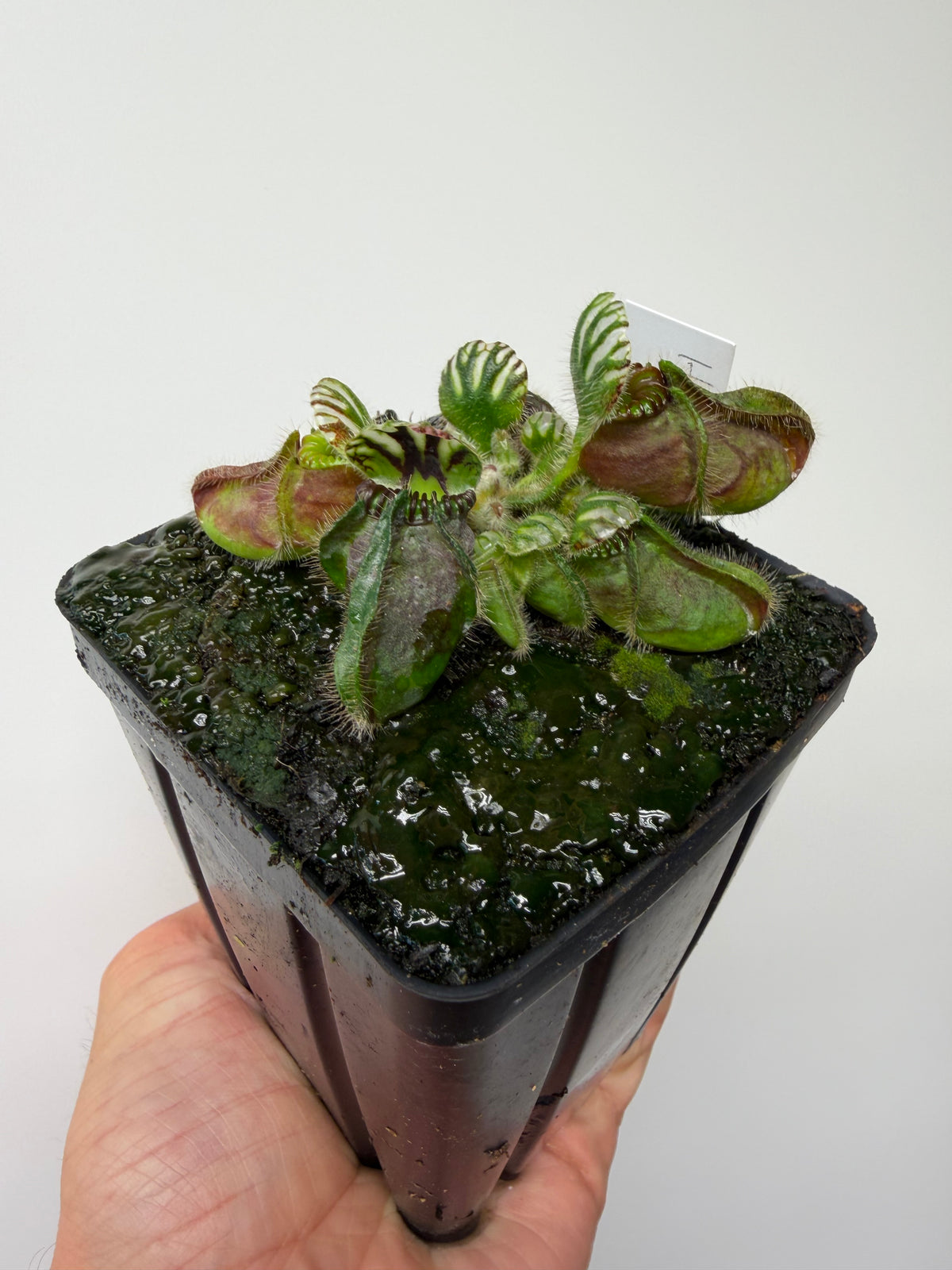 Cephalotus follicularis “Hampshire Red”