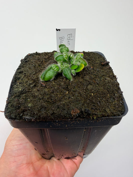 Cephalotus follicularis ‘Eden Black’ - *Rare* (5)
