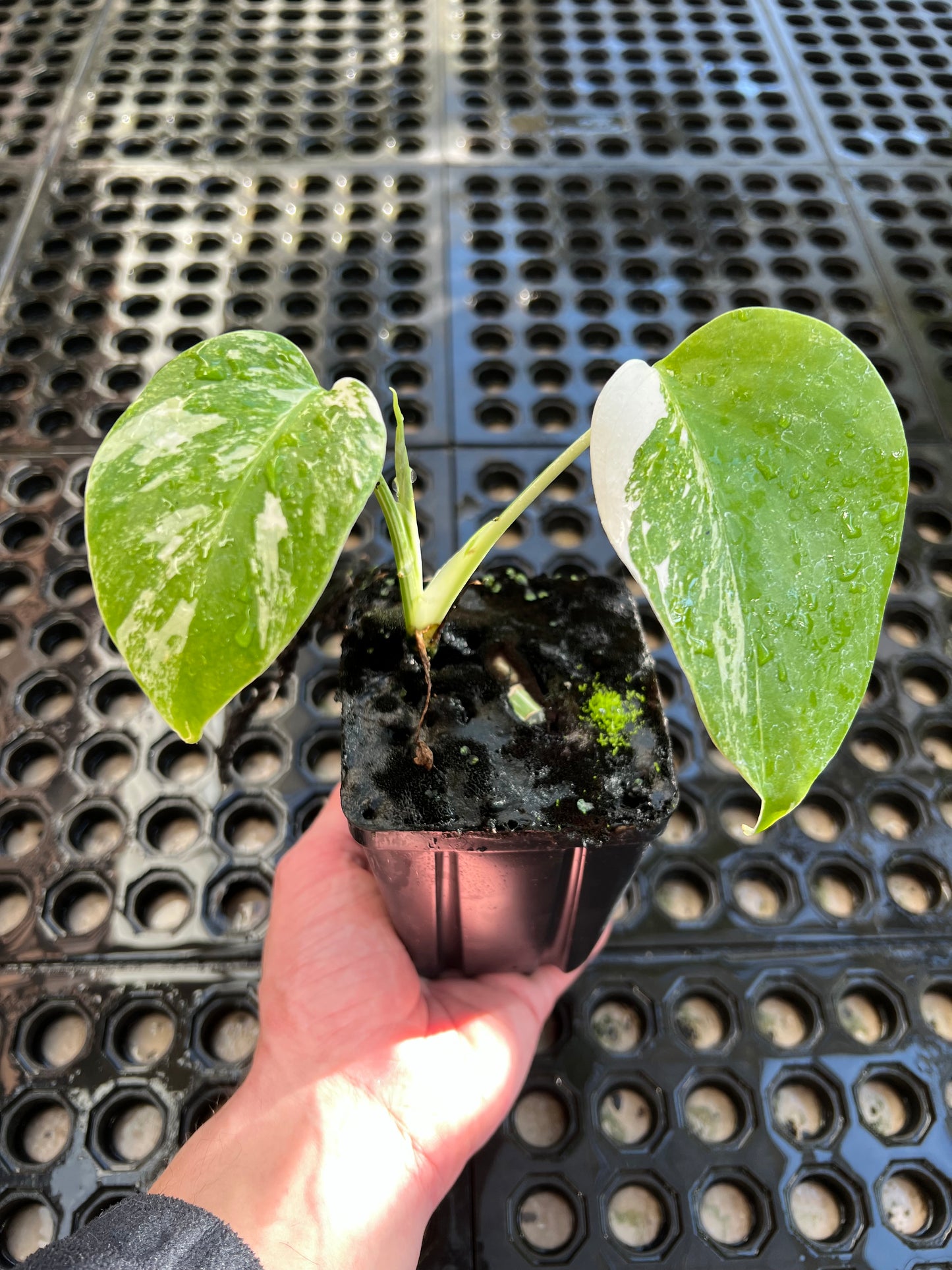 Monstera deliciosa var. borsigiana albo-variegata