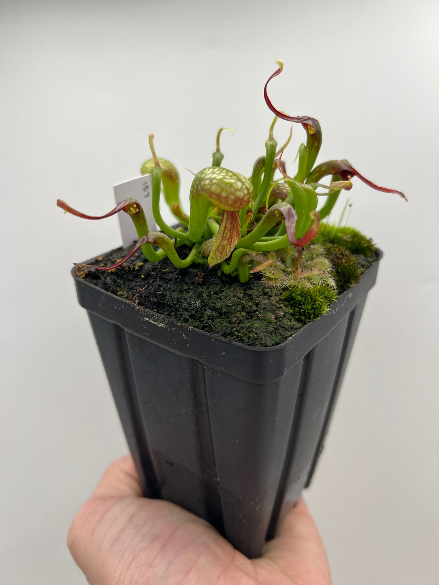 Darlingtonia californica (Cobra Pitcher Plant) - Seed Grown #157
