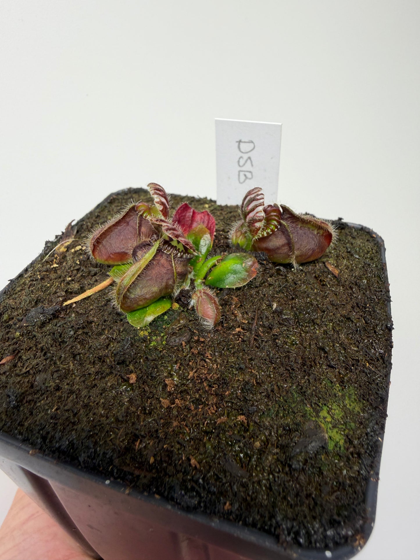Cephalotus follicularis “David Švarc Black” - *Rare* (8)