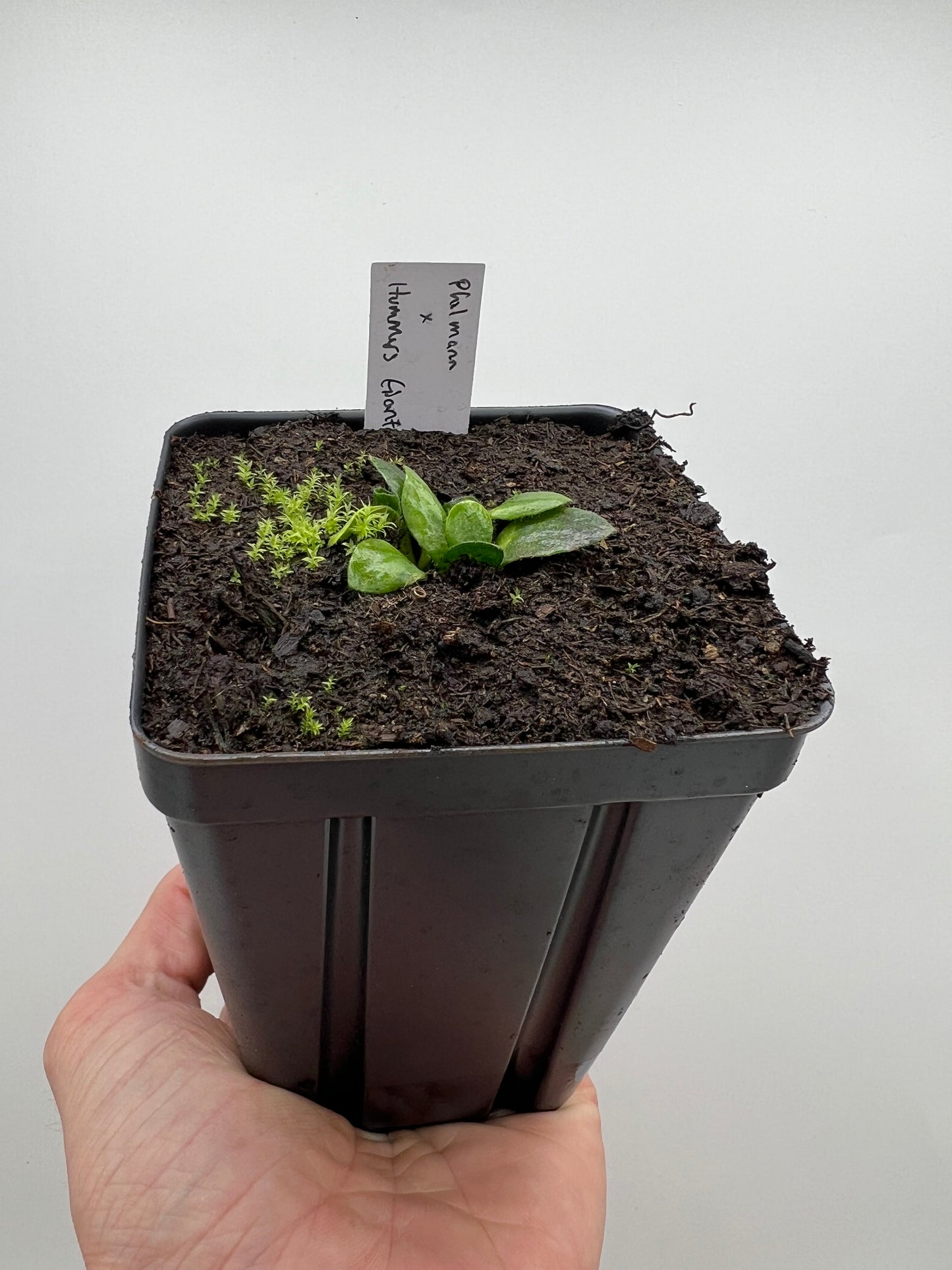 Cephalotus follicularis “Phil Mann” x “Hummers Giant”