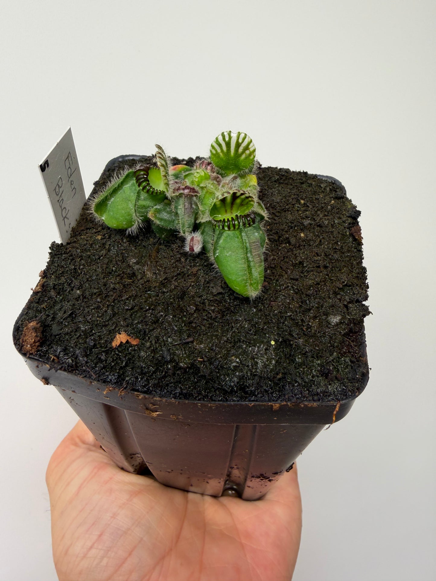 Cephalotus follicularis ‘Eden Black’ - *Rare* (5)