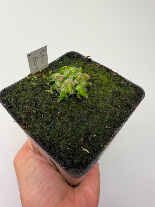 Cephalotus follicularis ‘Eden Black’ - *Rare* (1)