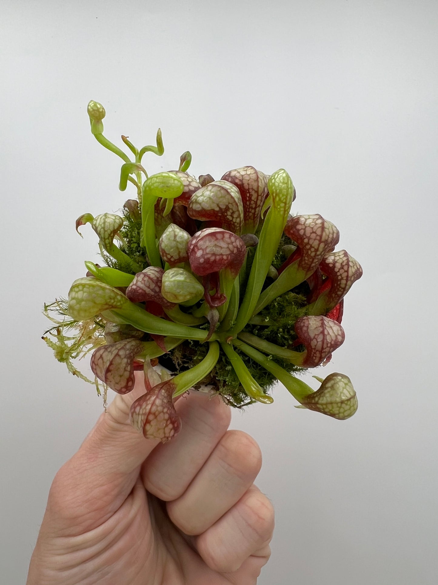 Darlingtonia californica (Cobra Pitcher Plant) - Seed Grown #182