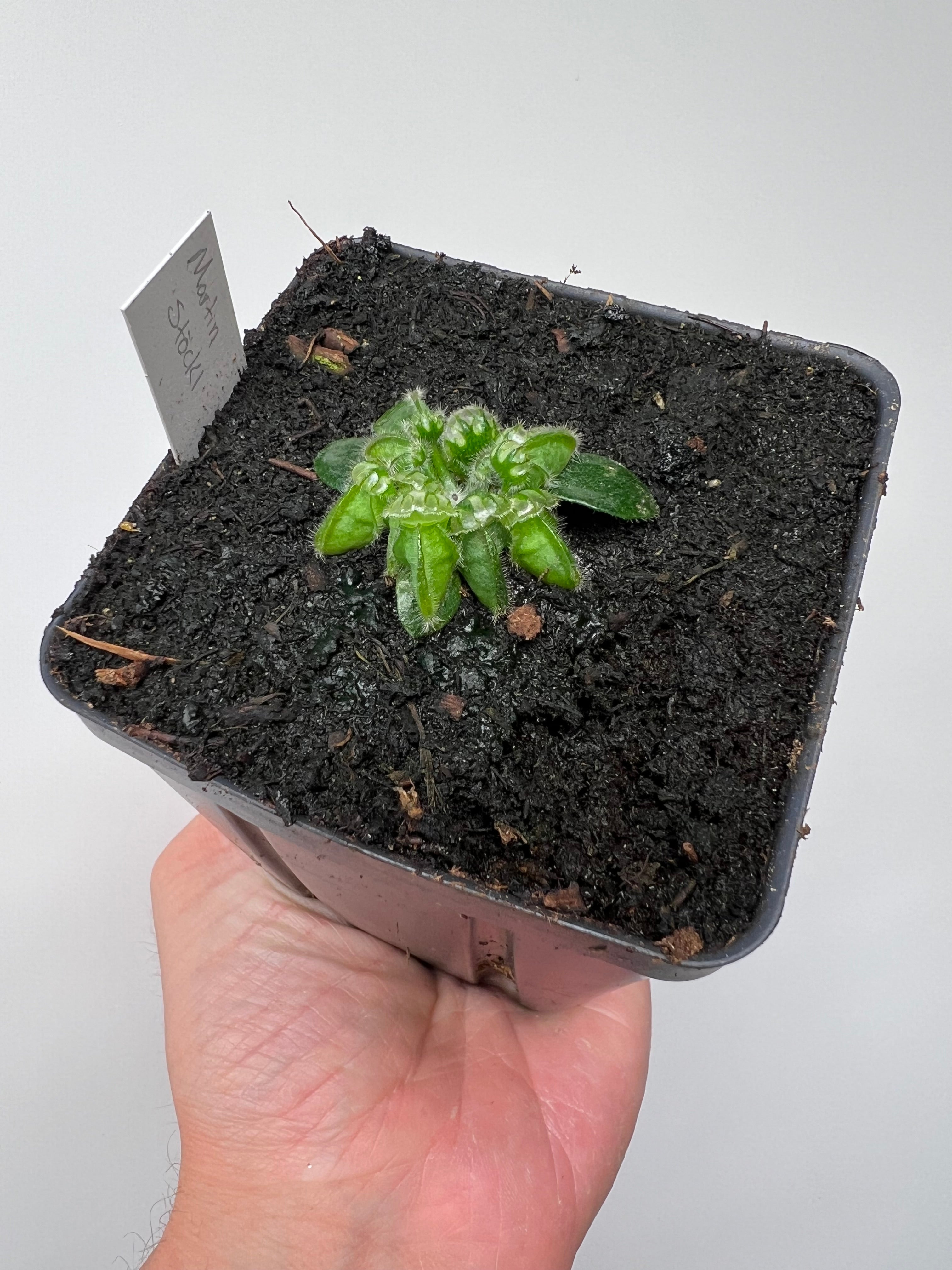 Little Carnivores Cephalotus follicularis - Thumbnail 4