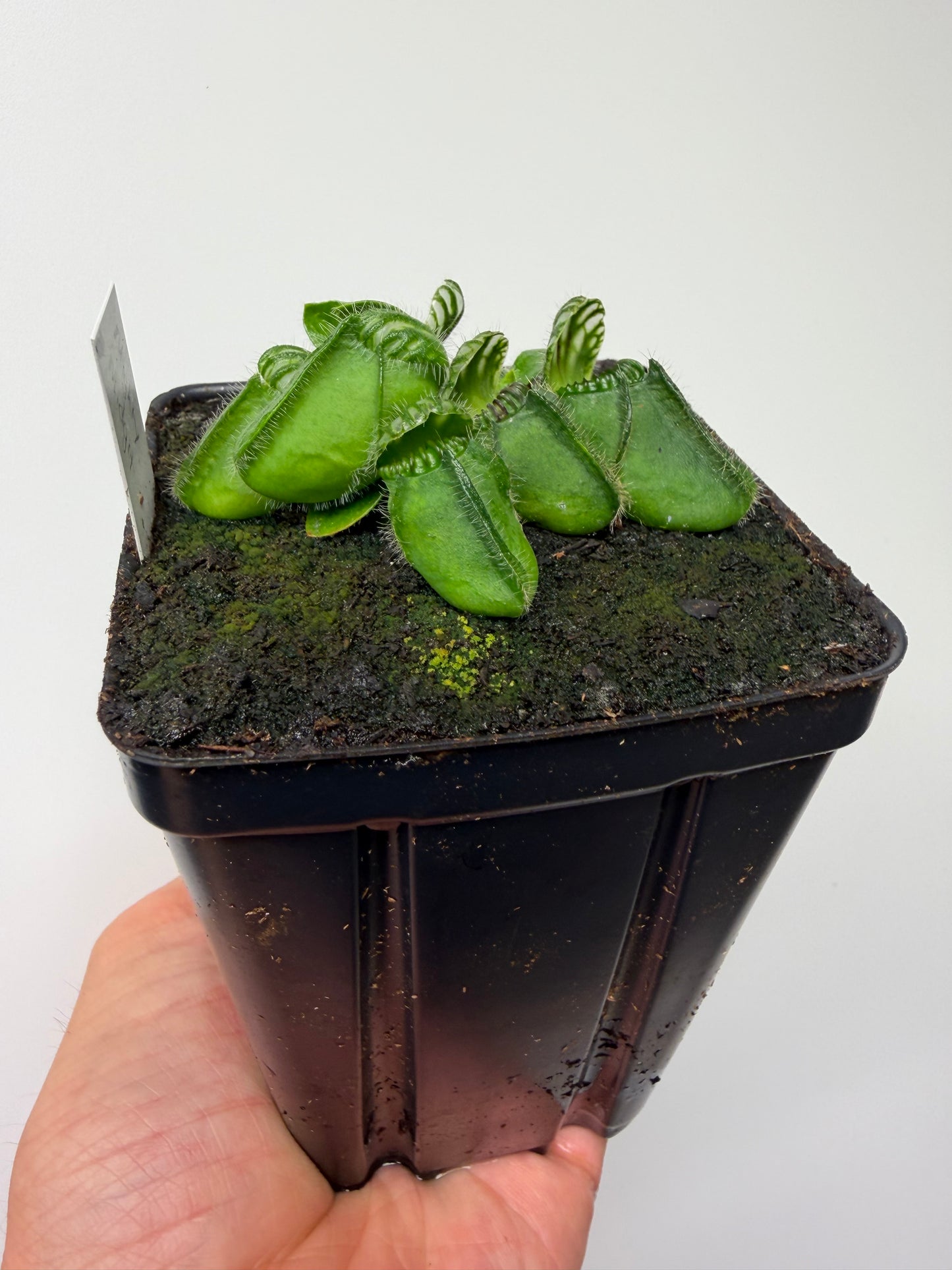 Cephalotus follicularis “Mighty Midget” - *Rare* (8)
