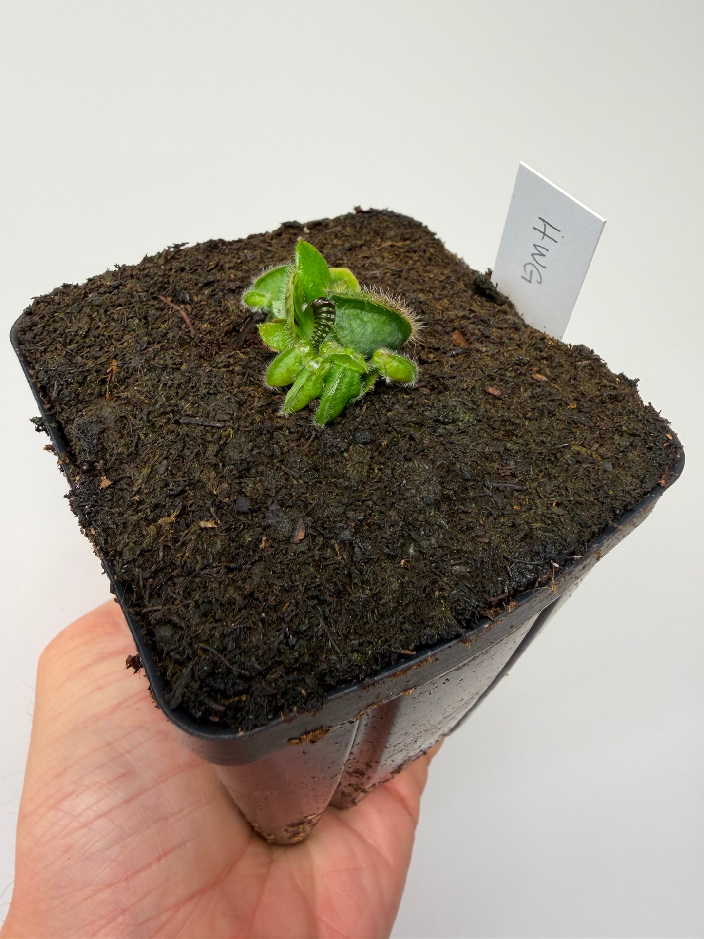 Cephalotus follicularis “Harald Weiner Giant” (aka True Giant) - *Rare*