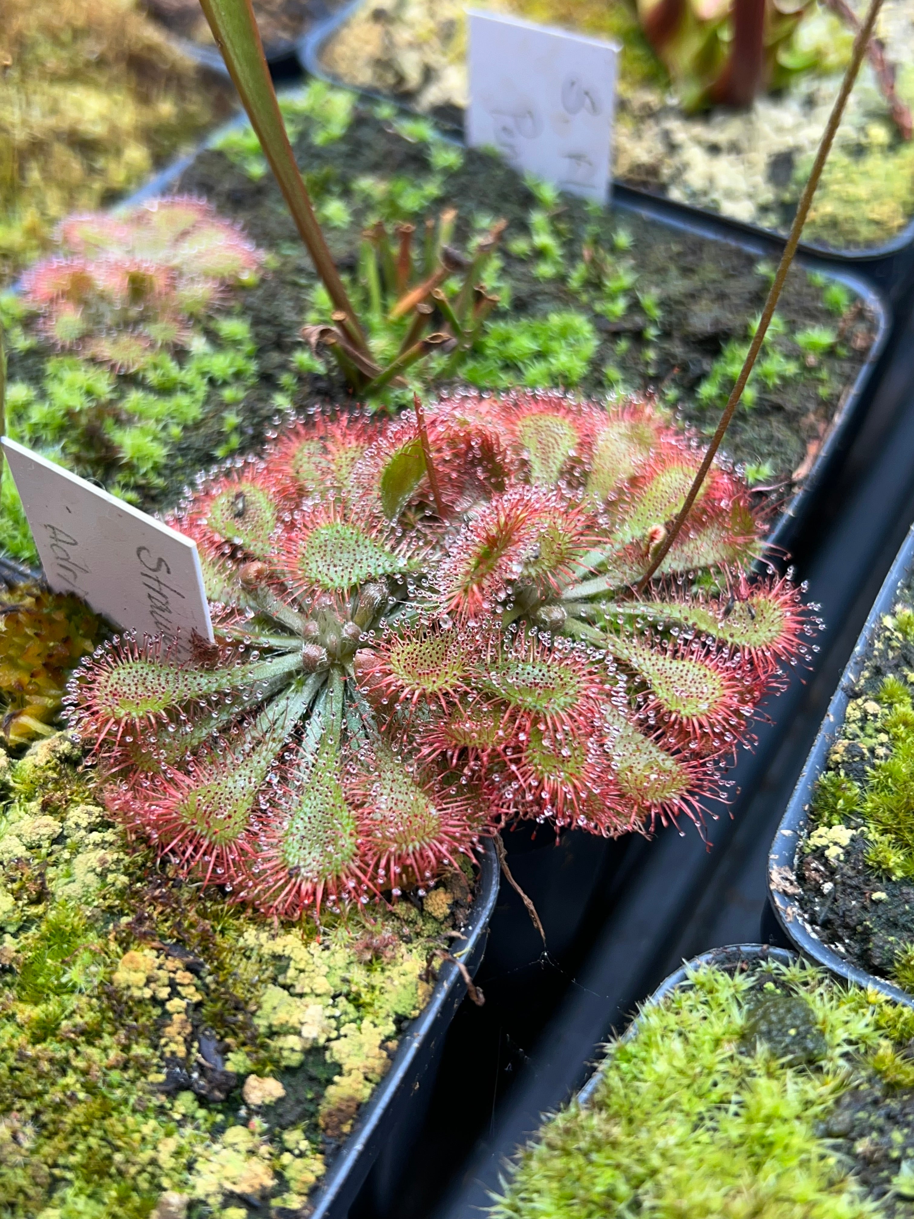 Sundew Roots Drosera - Roundleaf Sundew, Single, Bare Root – Little Carnivores