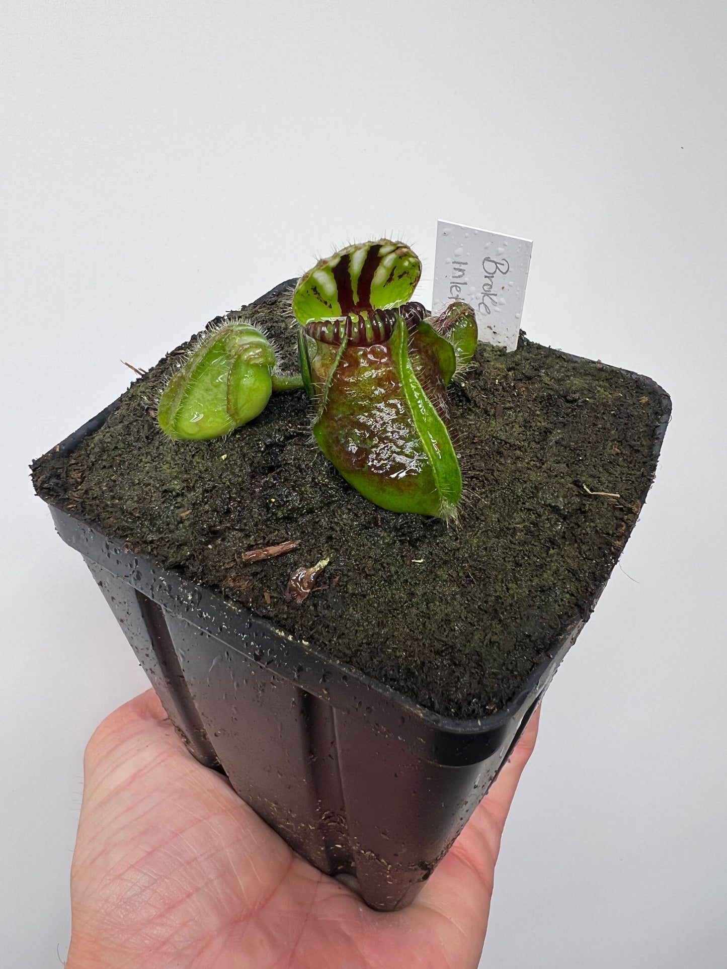 Cephalotus follicularis “Broke Inlet”