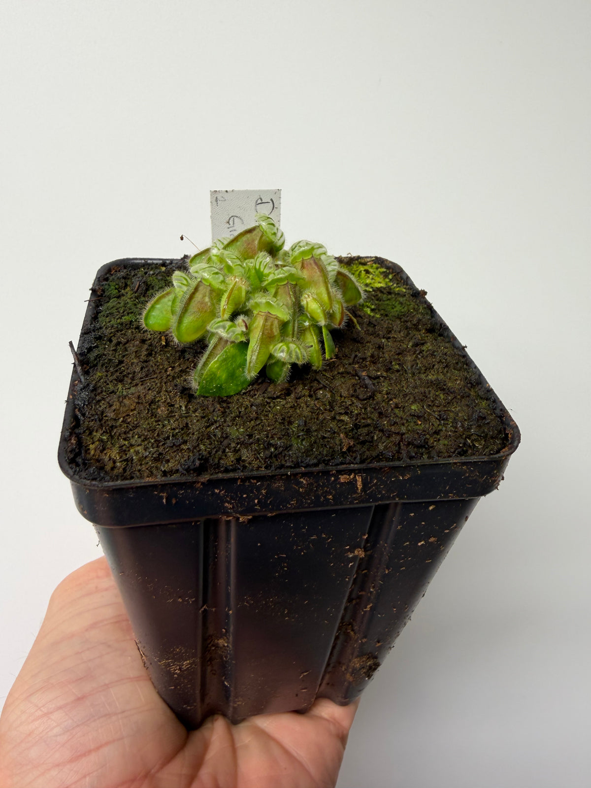 Cephalotus follicularis “Diflora giant” #1 - *Rare*