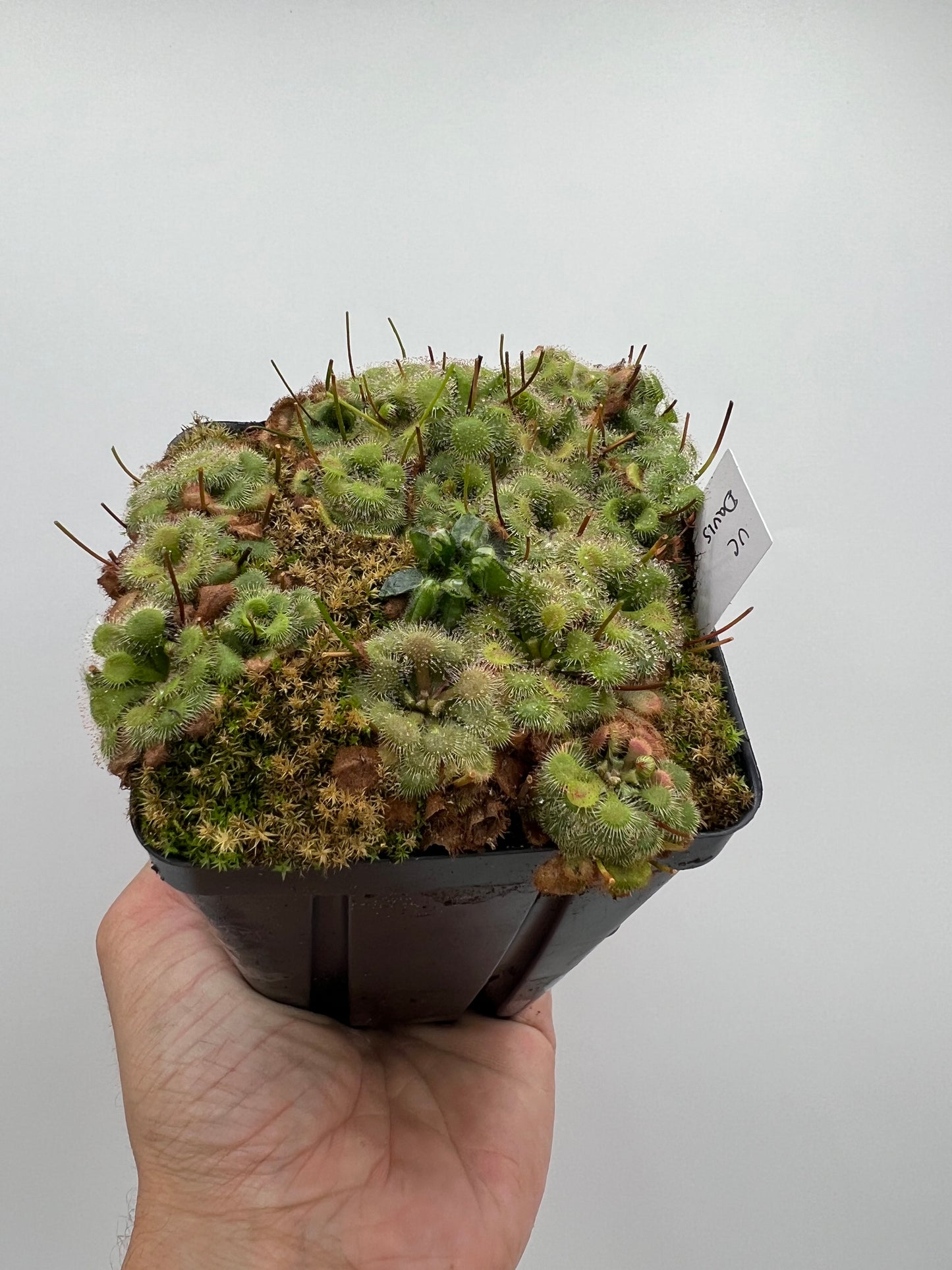 Cephalotus follicularis “UC Davis”