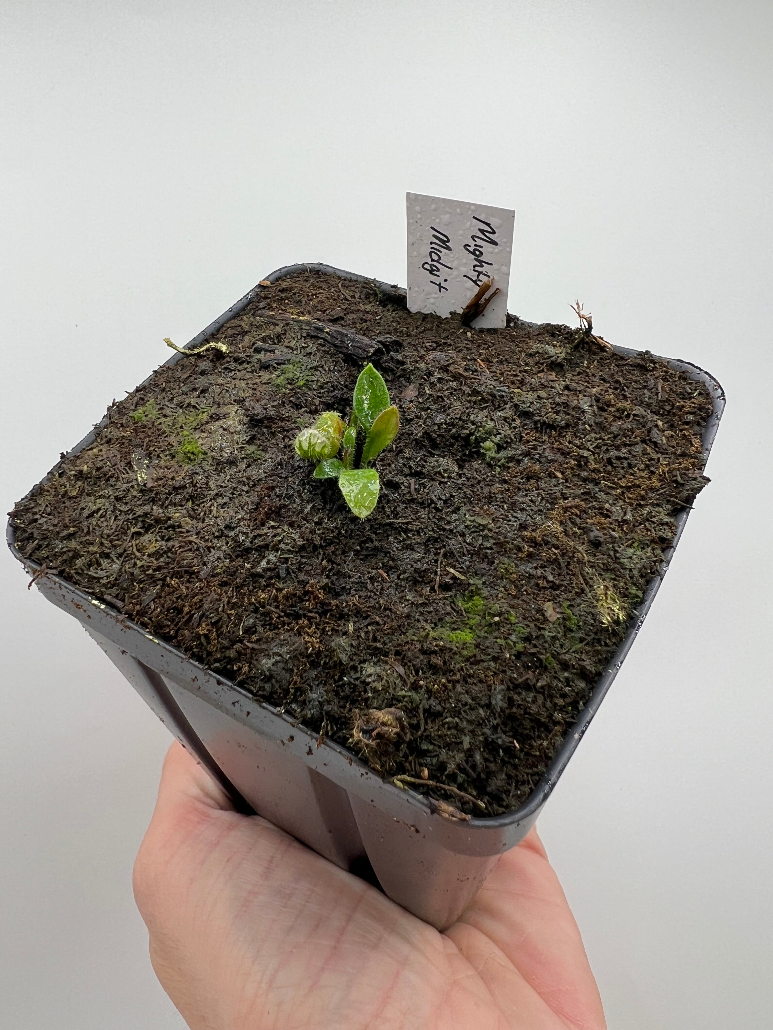 Cephalotus follicularis “Mighty Midget” - Thumbnail 2