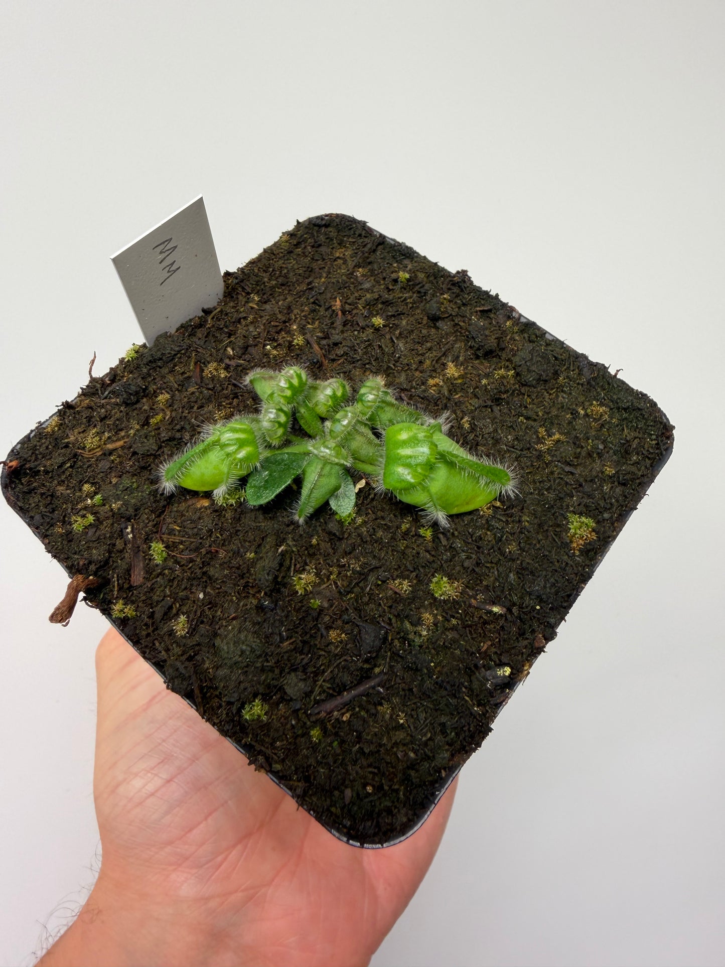 Cephalotus follicularis “Mighty Midget” - *Rare* (9)