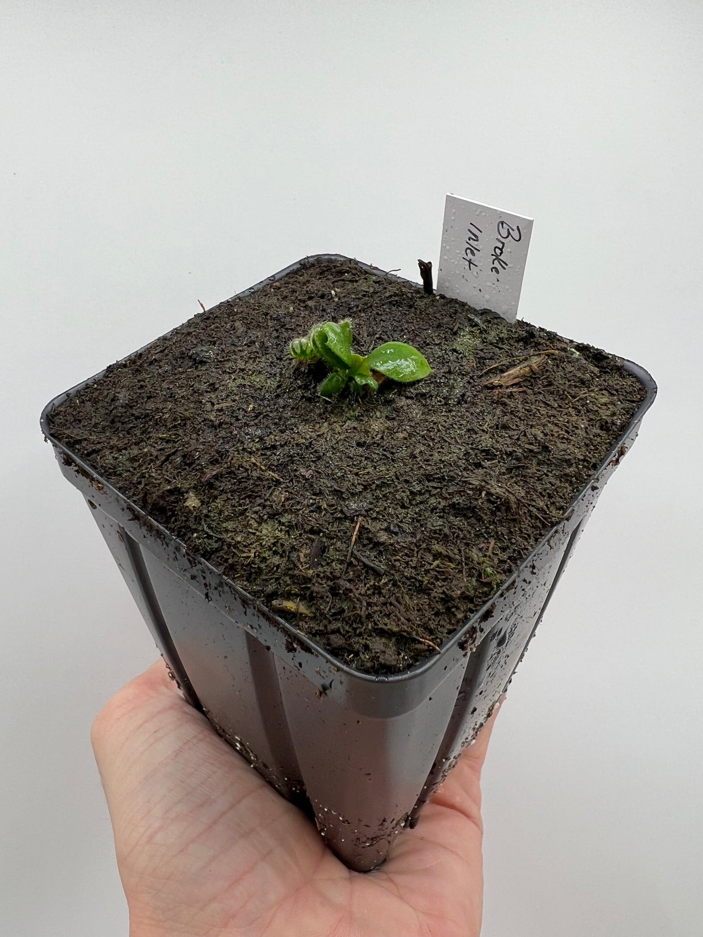 Cephalotus follicularis “Broke Inlet”