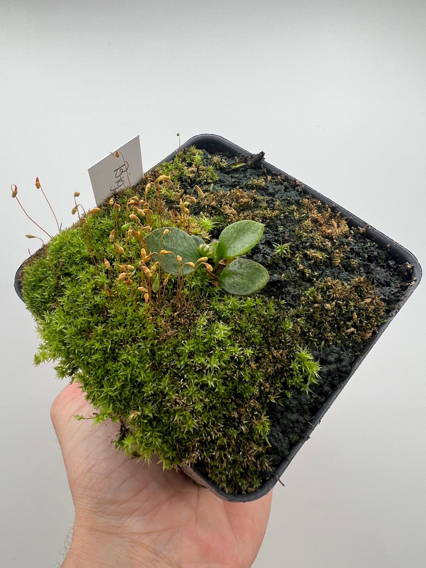 Cephalotus follicularis “Big Boy”