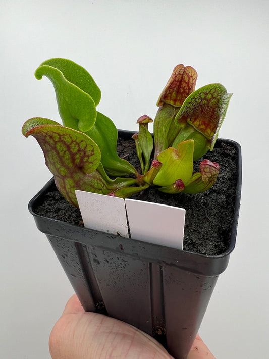 Sarracenia purpurea ssp. purpurea (Centre Co, PA) x (Ocean Co, NJ) - Seed Grown #16