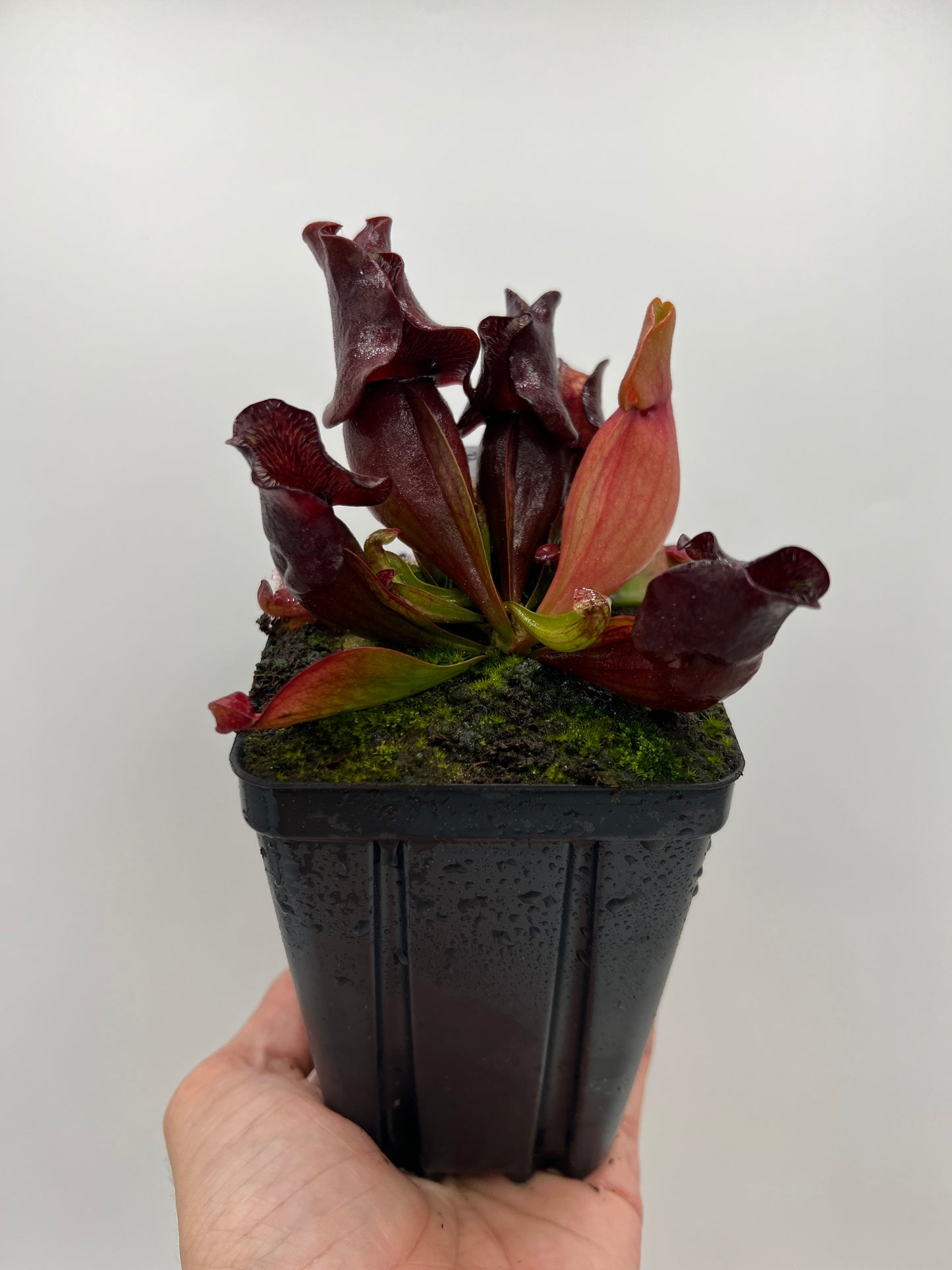 Sarracenia purpurea ssp. venosa (Brunswick Co, NC x Carteret Co, NC)  - Seed Grown #2