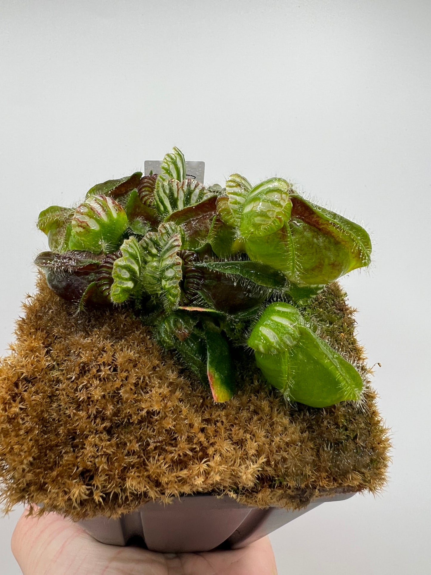Cephalotus follicularis “Martin Stöckl”