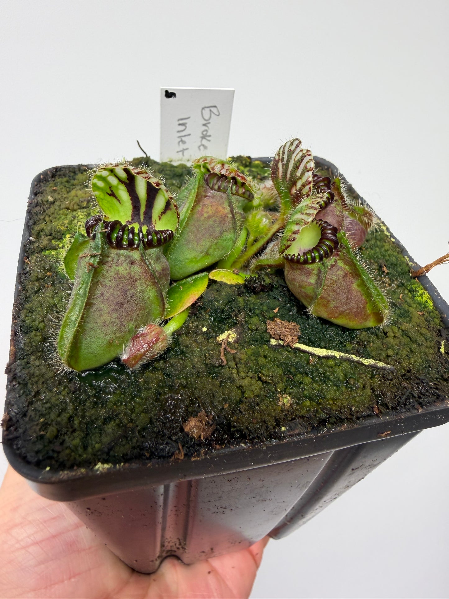 Cephalotus follicularis “Broke Inlet” (5)