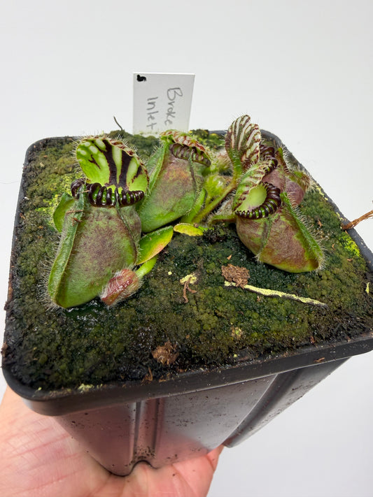 Cephalotus follicularis “Broke Inlet” (5)