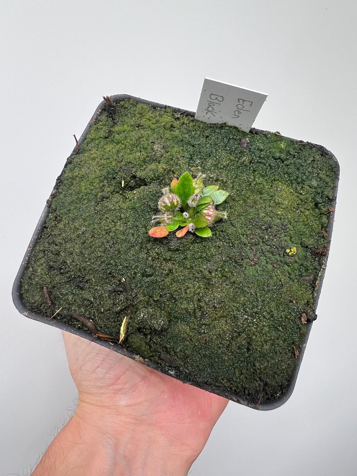 Cephalotus follicularis ‘Eden Black’ - *Rare* (small)