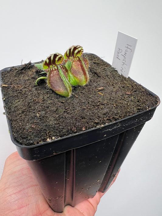 Cephalotus follicularis “Hampshire Red”