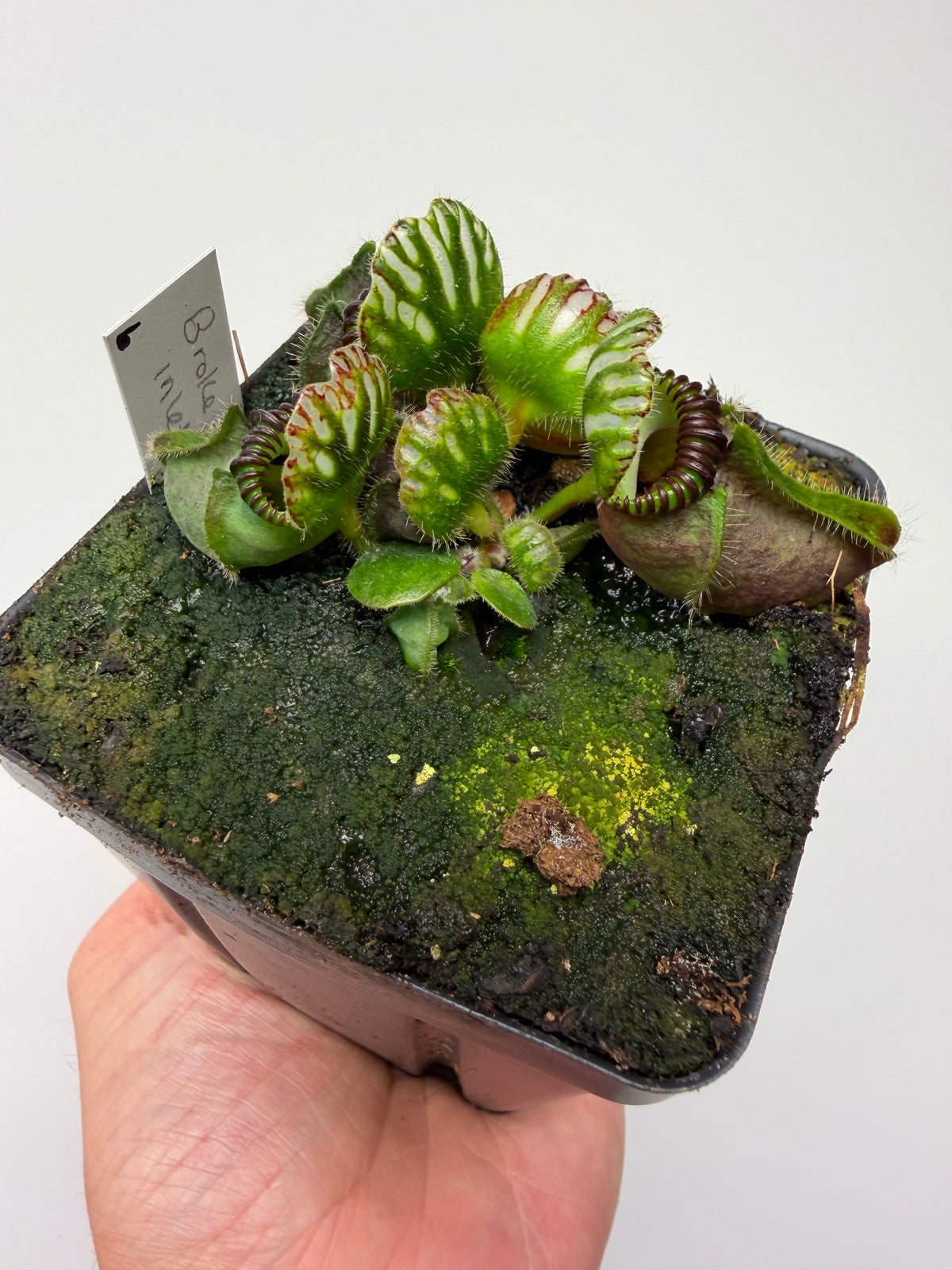 Cephalotus follicularis “Broke Inlet” (6)