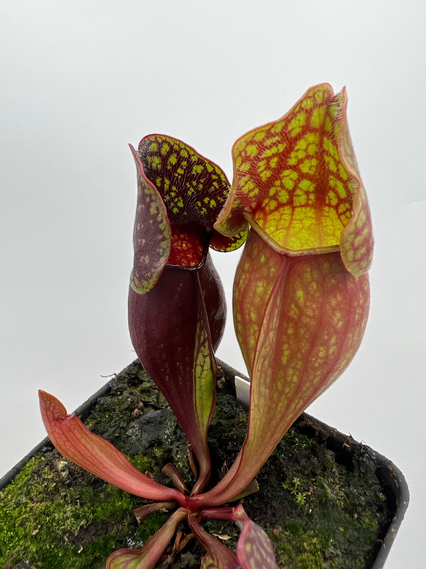 Sarracenia purpurea ssp. purpurea (Pike County, PA) - *New Location* - *Second Release* - Seed Grown