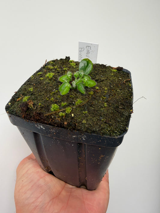 Cephalotus follicularis “Emu Pointe”