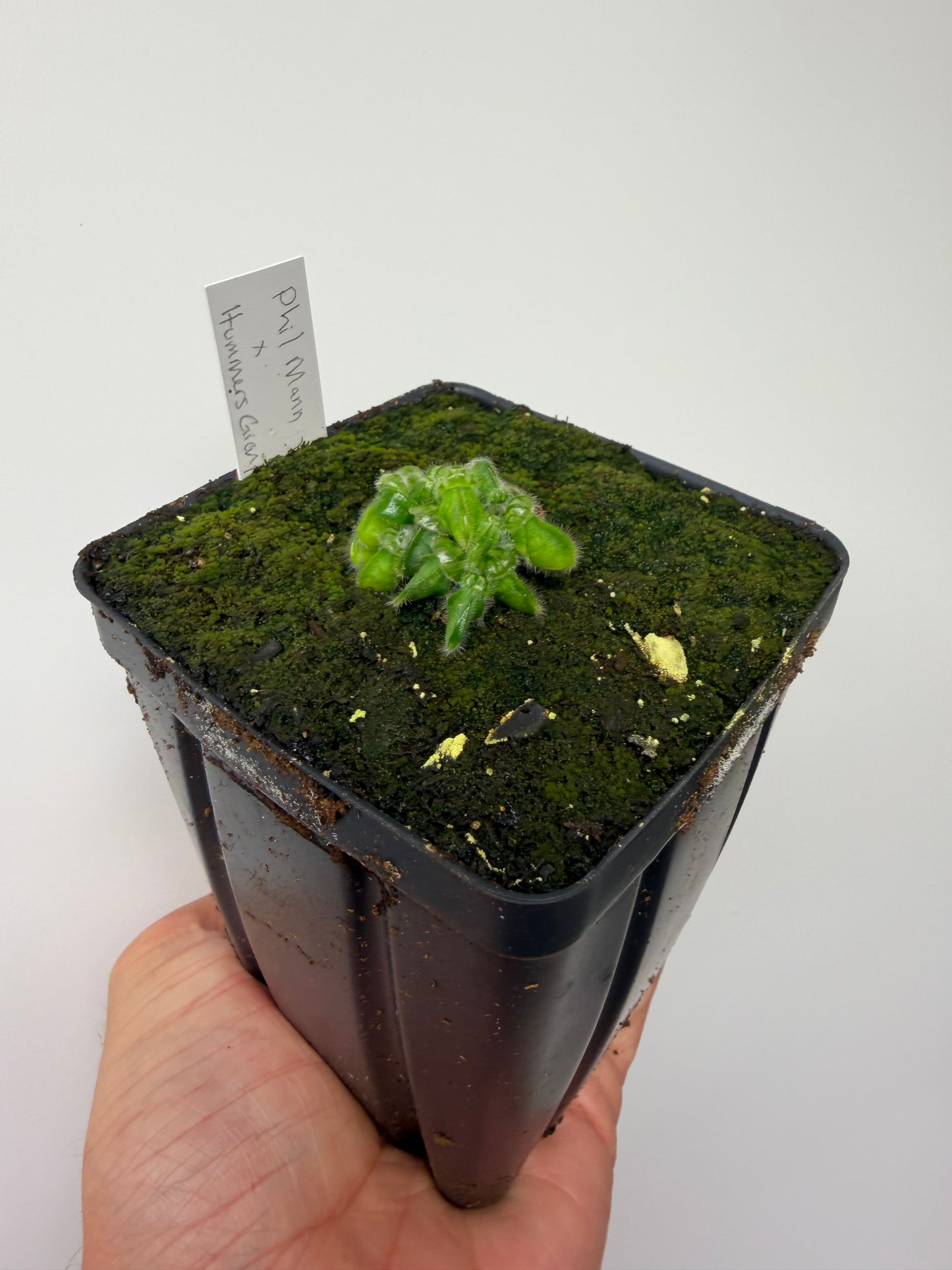 Cephalotus follicularis “Phil Mann” x “Hummers Giant”