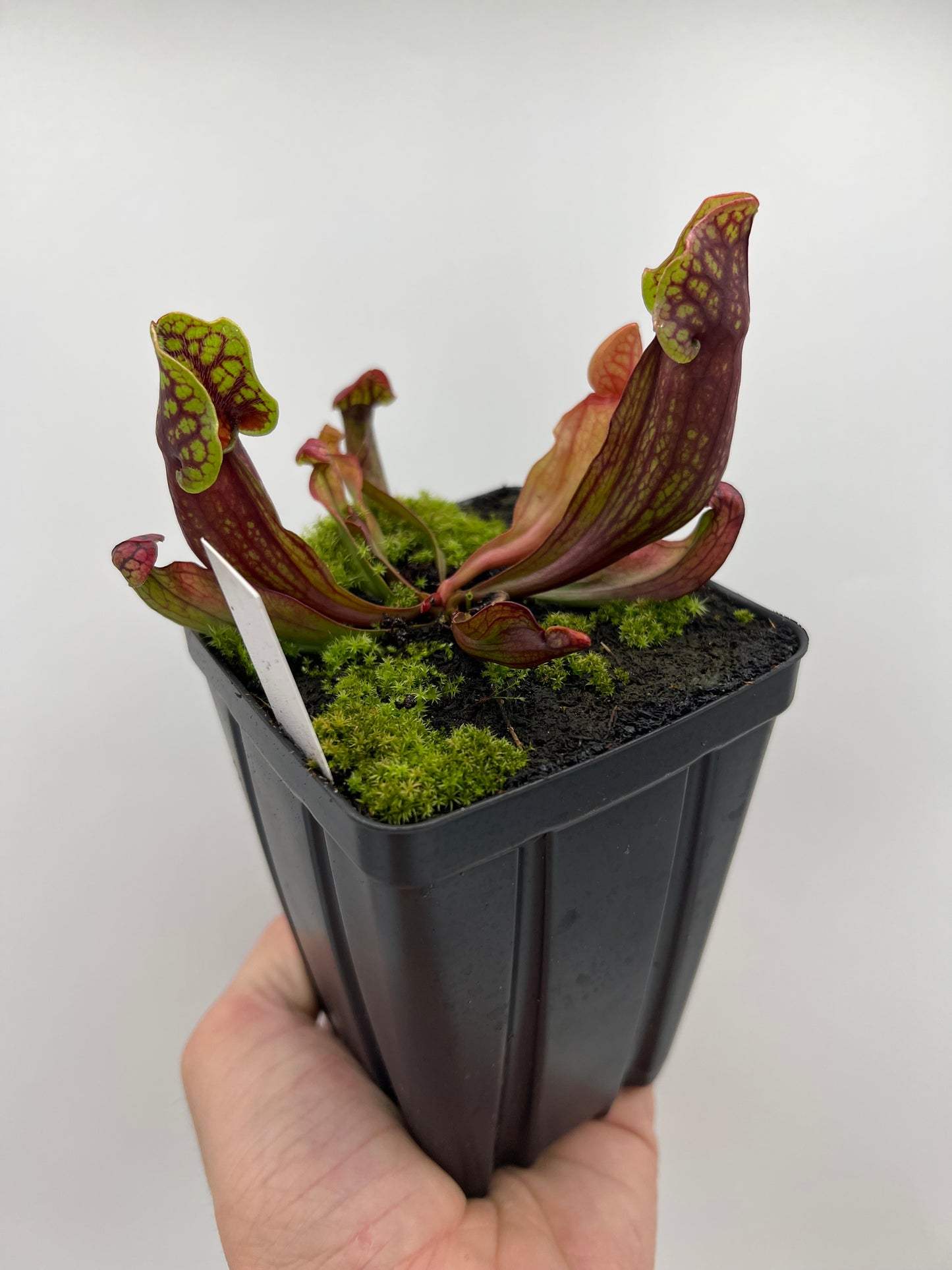 Sarracenia purpurea ssp. purpurea (Pike County, PA) - *Rare* - Seed Grown #6