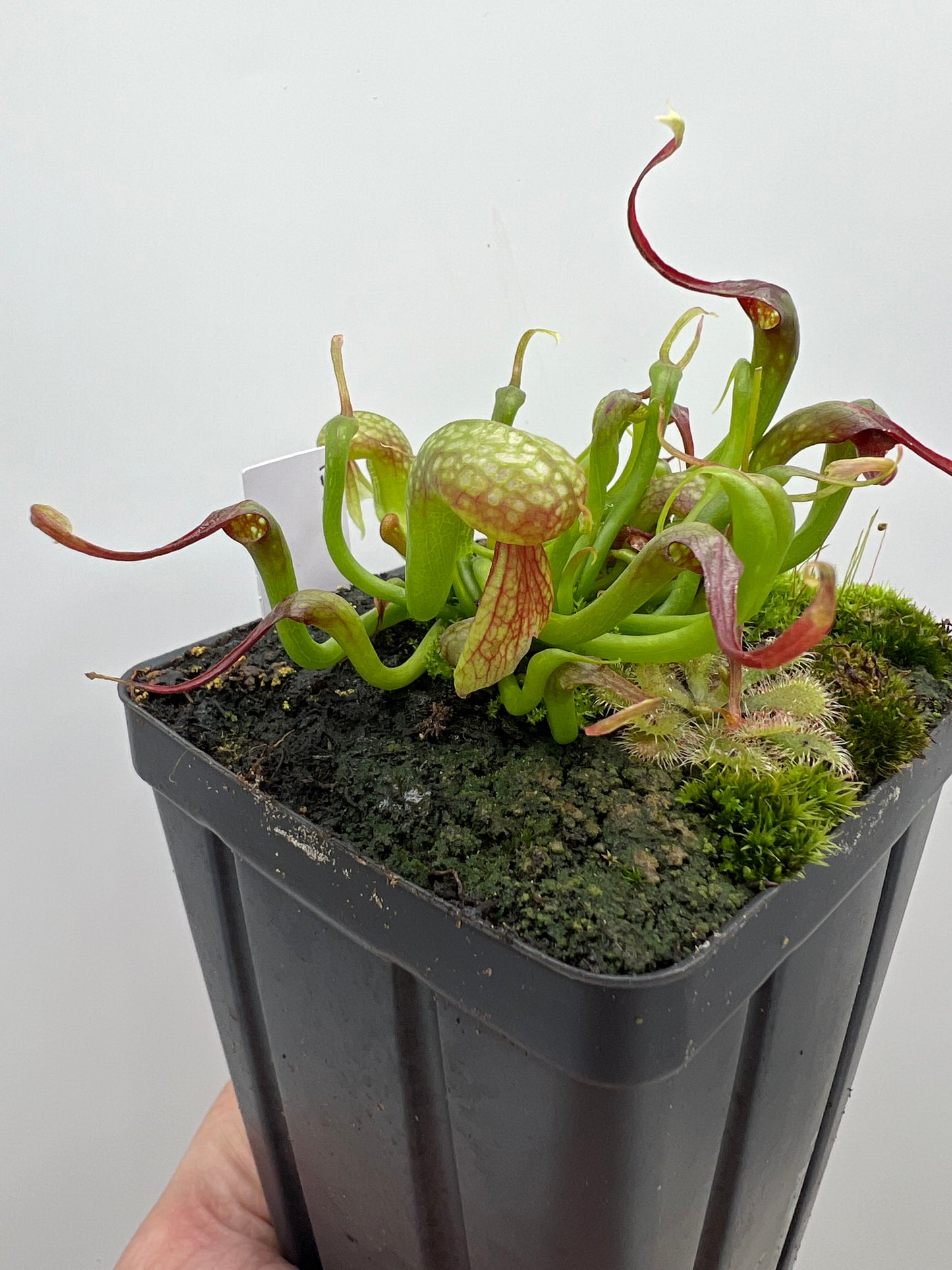 Darlingtonia californica (Cobra Pitcher Plant) - Seed Grown #157