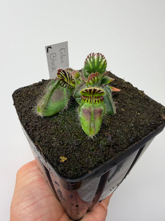 Cephalotus follicularis ‘Eden Black’ - *Rare* (2)