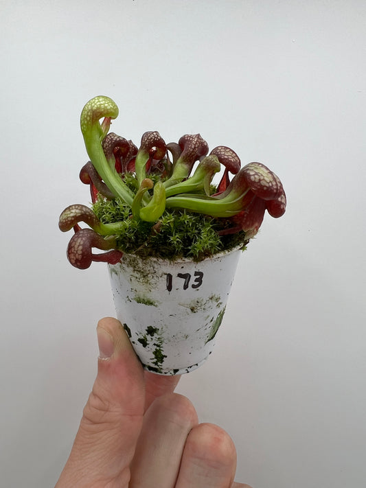 Darlingtonia californica (Cobra Pitcher Plant) - Seed Grown #173