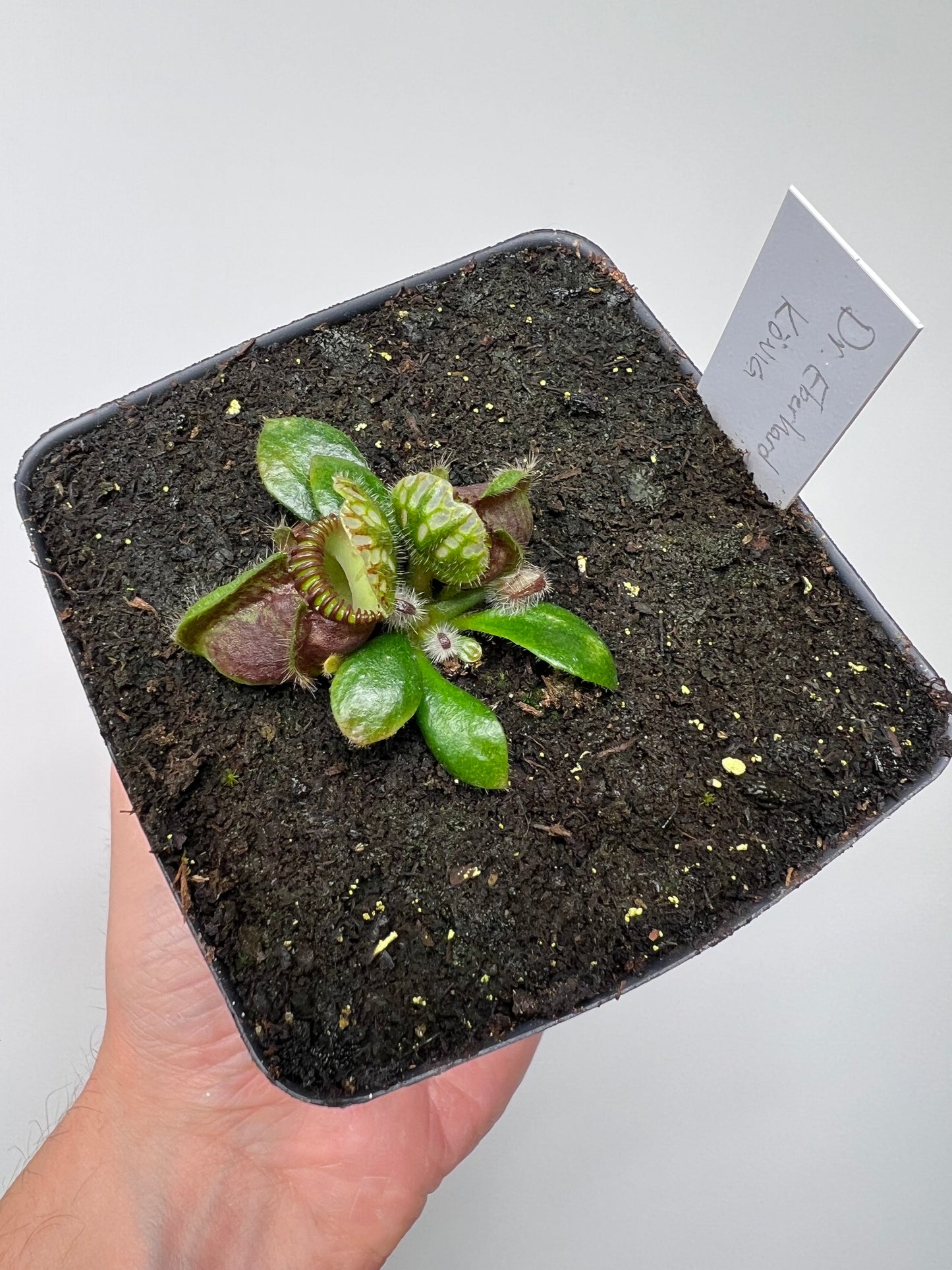 Cephalotus follicularis “Dr. Eberhard König”