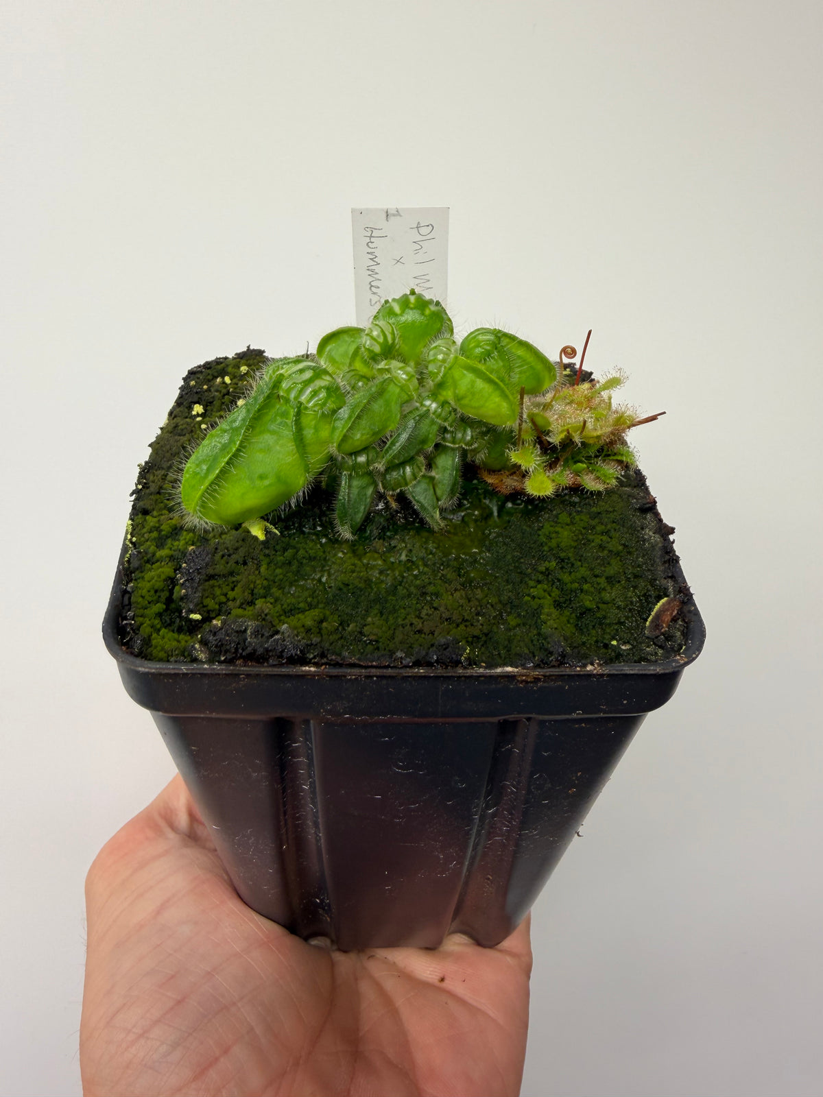Cephalotus follicularis “Phil Mann” x “Hummers Giant” #1